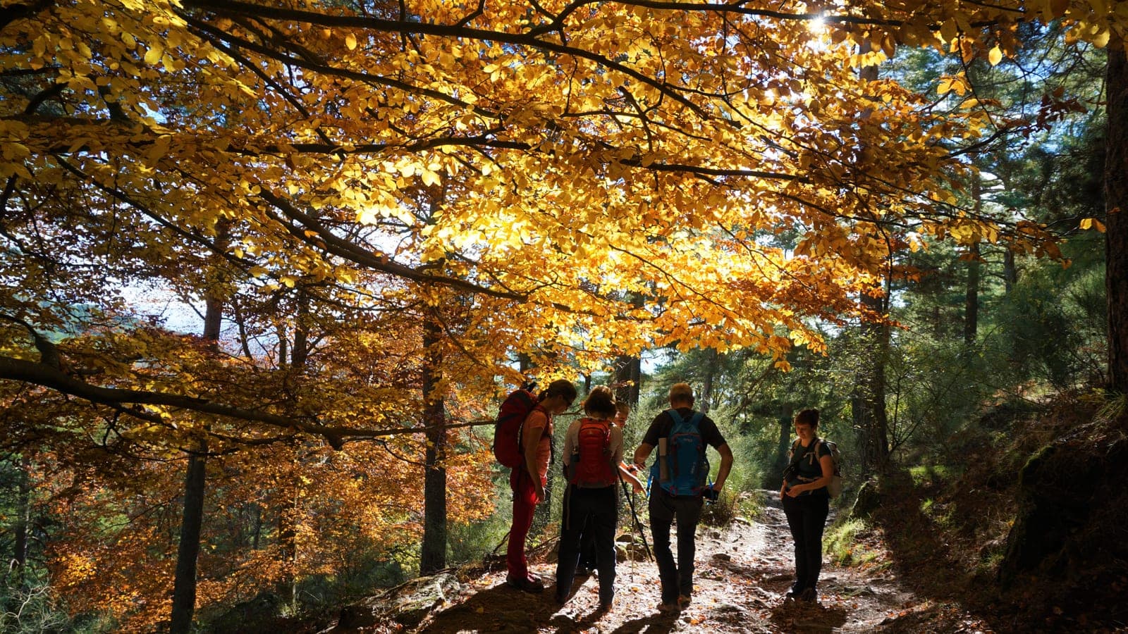 Pico Abantos y hayedo escondido OTOÑO