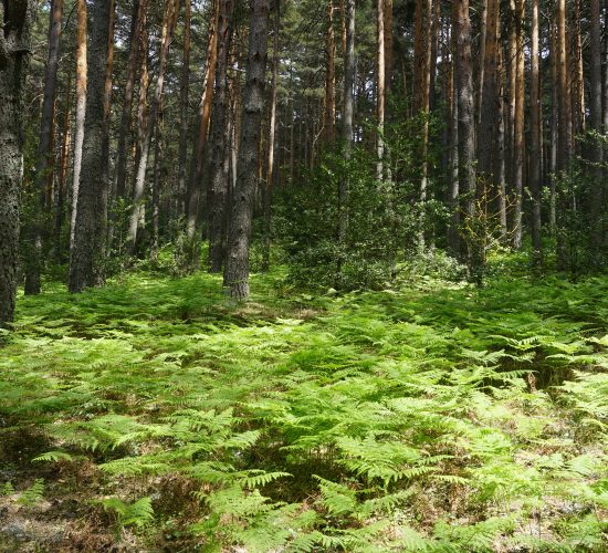 Bosque del silencio
