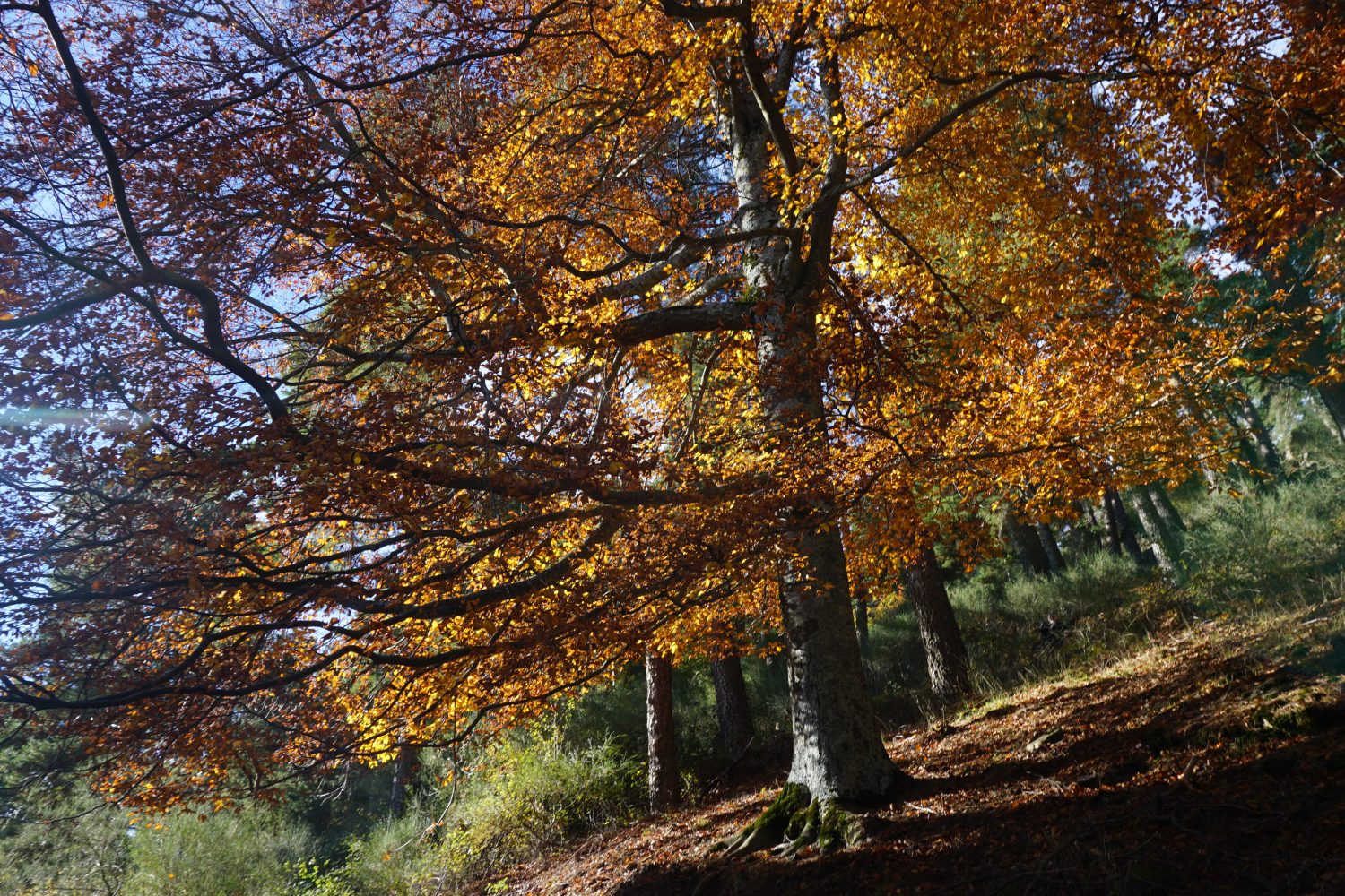 senderismo madrid hayedo escondido otoño trekking