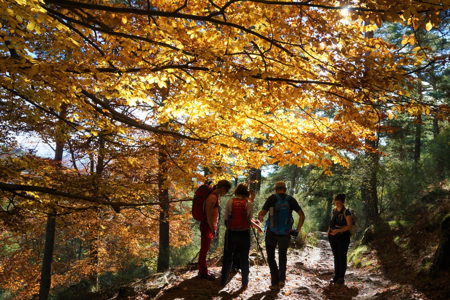 senderismo madrid hayedo escondido otoño trekking 00470