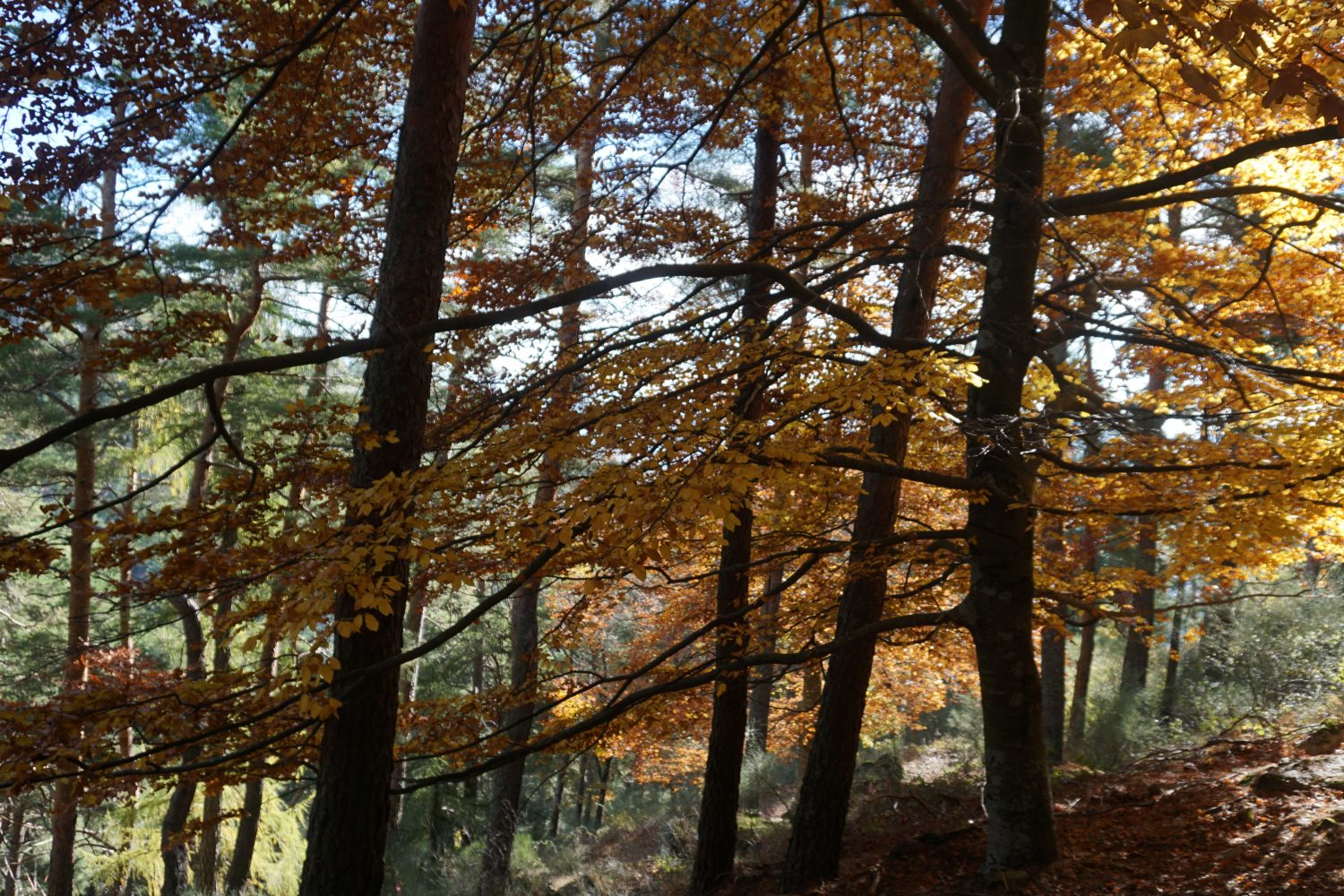senderismo madrid hayedo escondido otoño trekking 0473