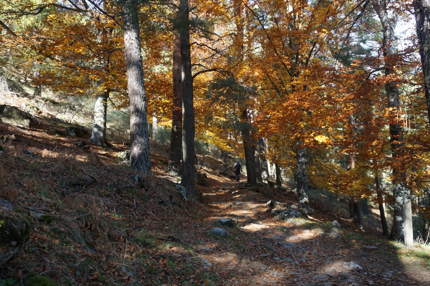 senderismo madrid hayedo escondido otoño trekking 00475