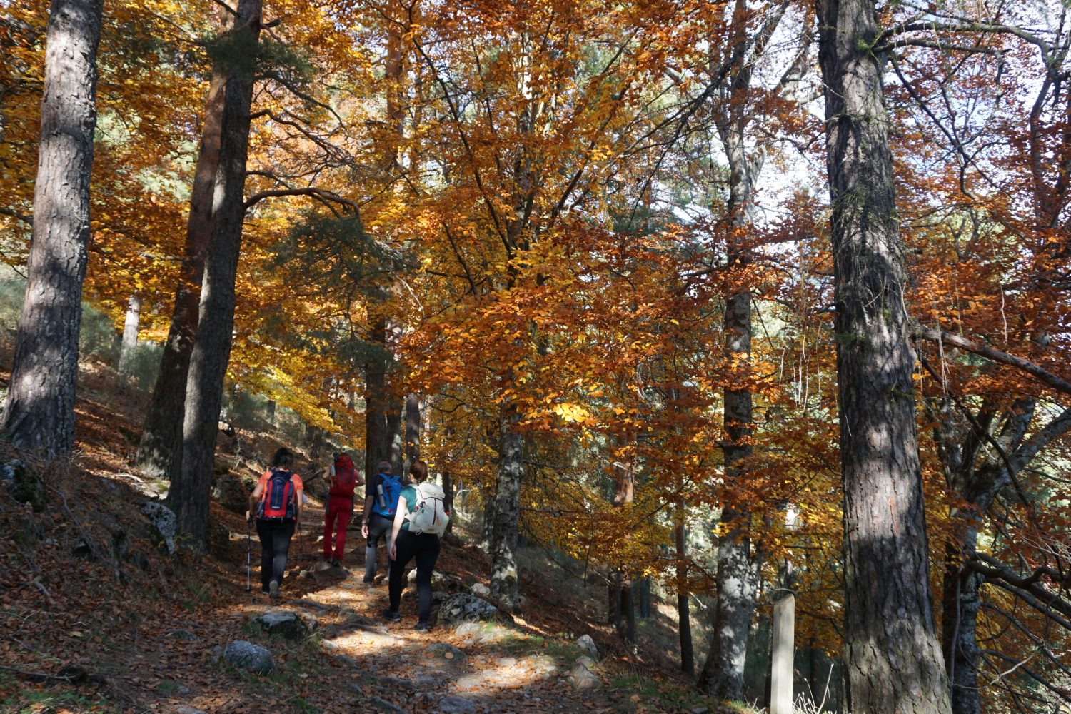senderismo madrid hayedo escondido otoño trekking 0478