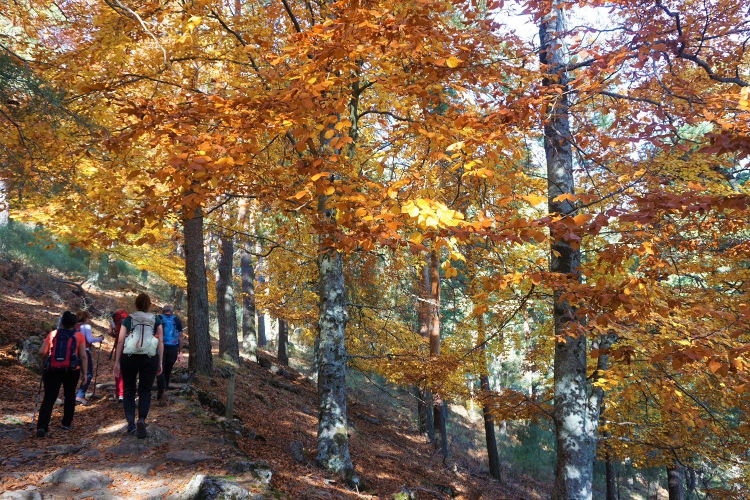 senderismo madrid hayedo escondido otoño trekking 00479