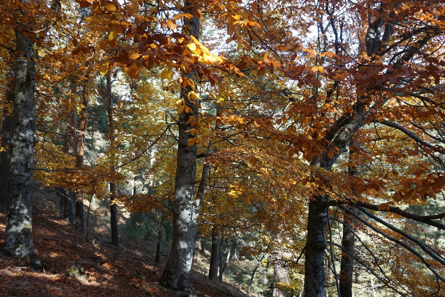 senderismo madrid hayedo escondido otoño trekking 00481