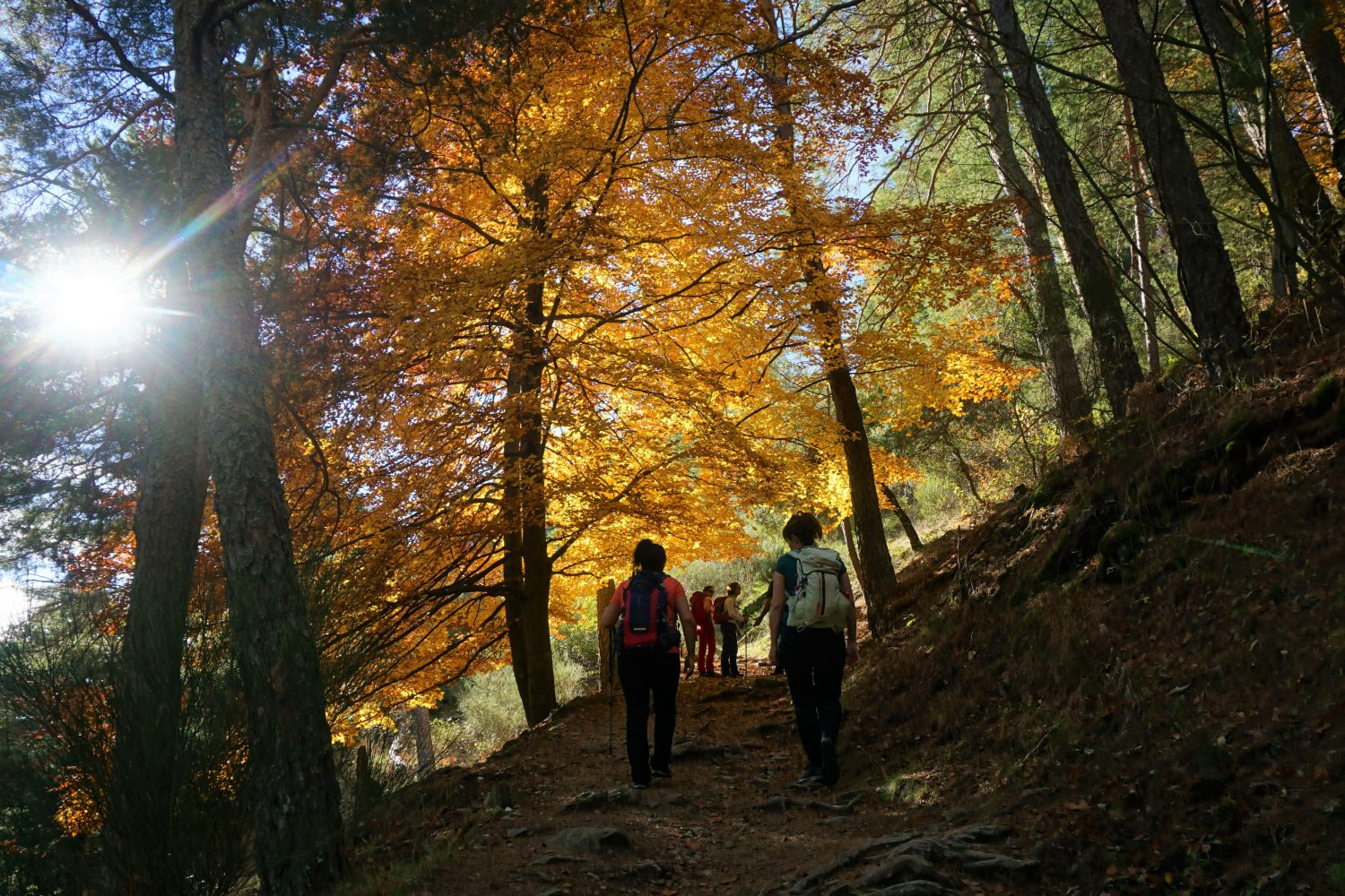 senderismo madrid hayedo escondido otoño trekking 491