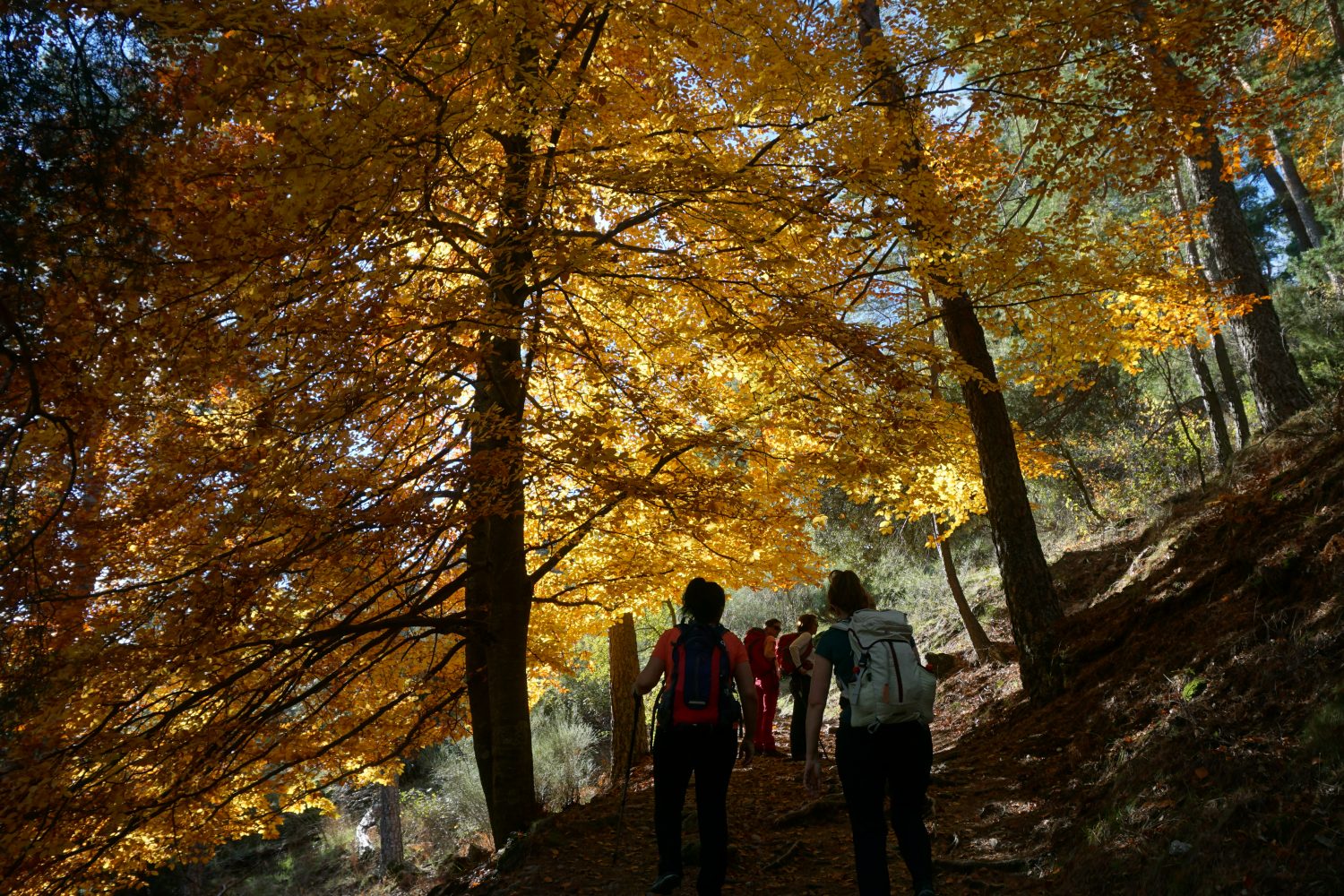 senderismo madrid hayedo escondido otoño trekking 492