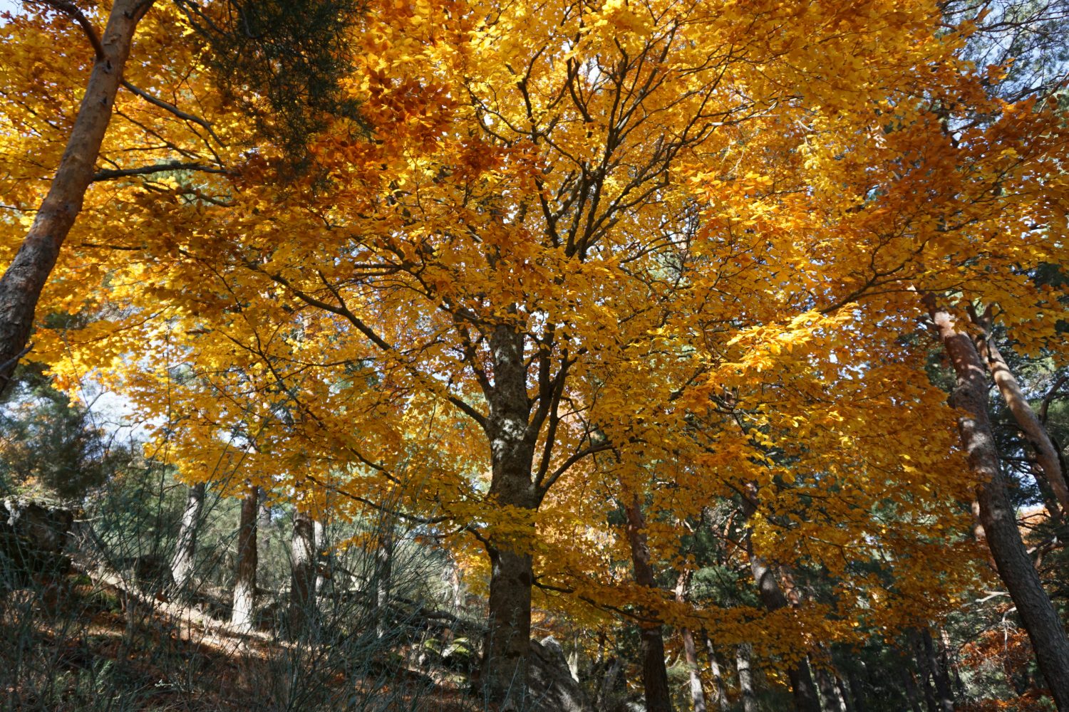 senderismo madrid hayedo escondido otoño trekking 496