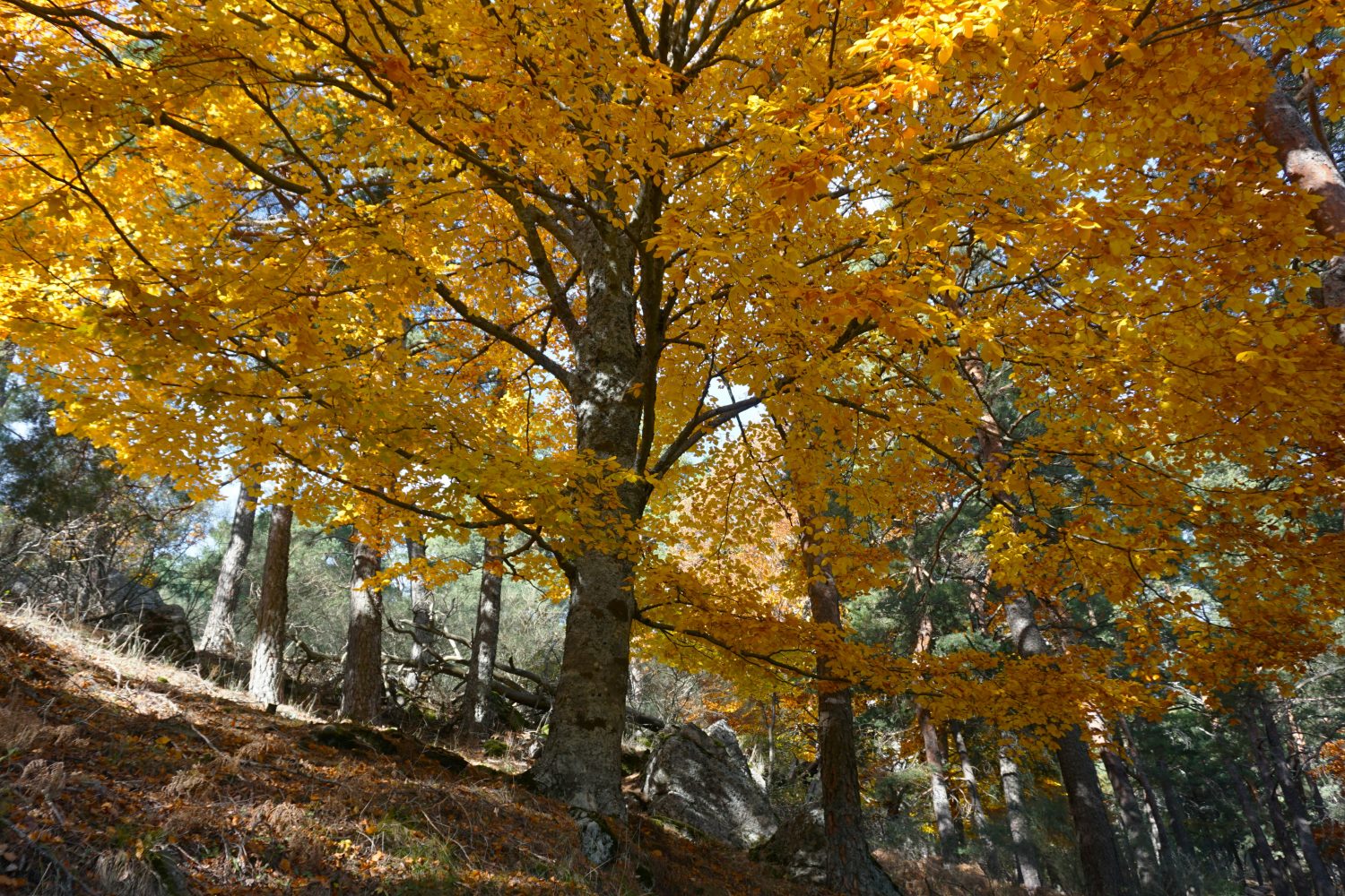 senderismo madrid hayedo escondido otoño trekking 97