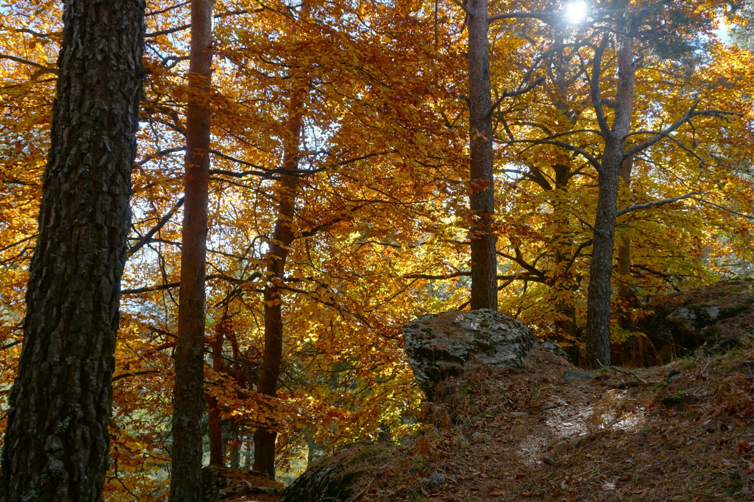 senderismo madrid hayedo escondido otoño trekking 498