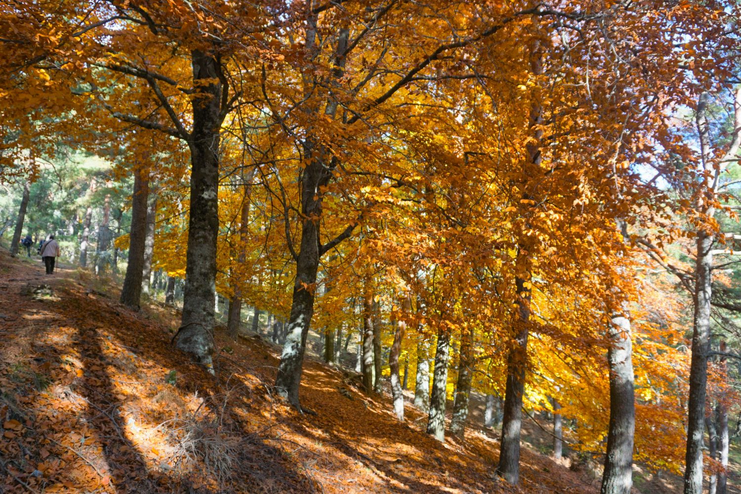 senderismo madrid hayedo escondido otoño trekking 0500
