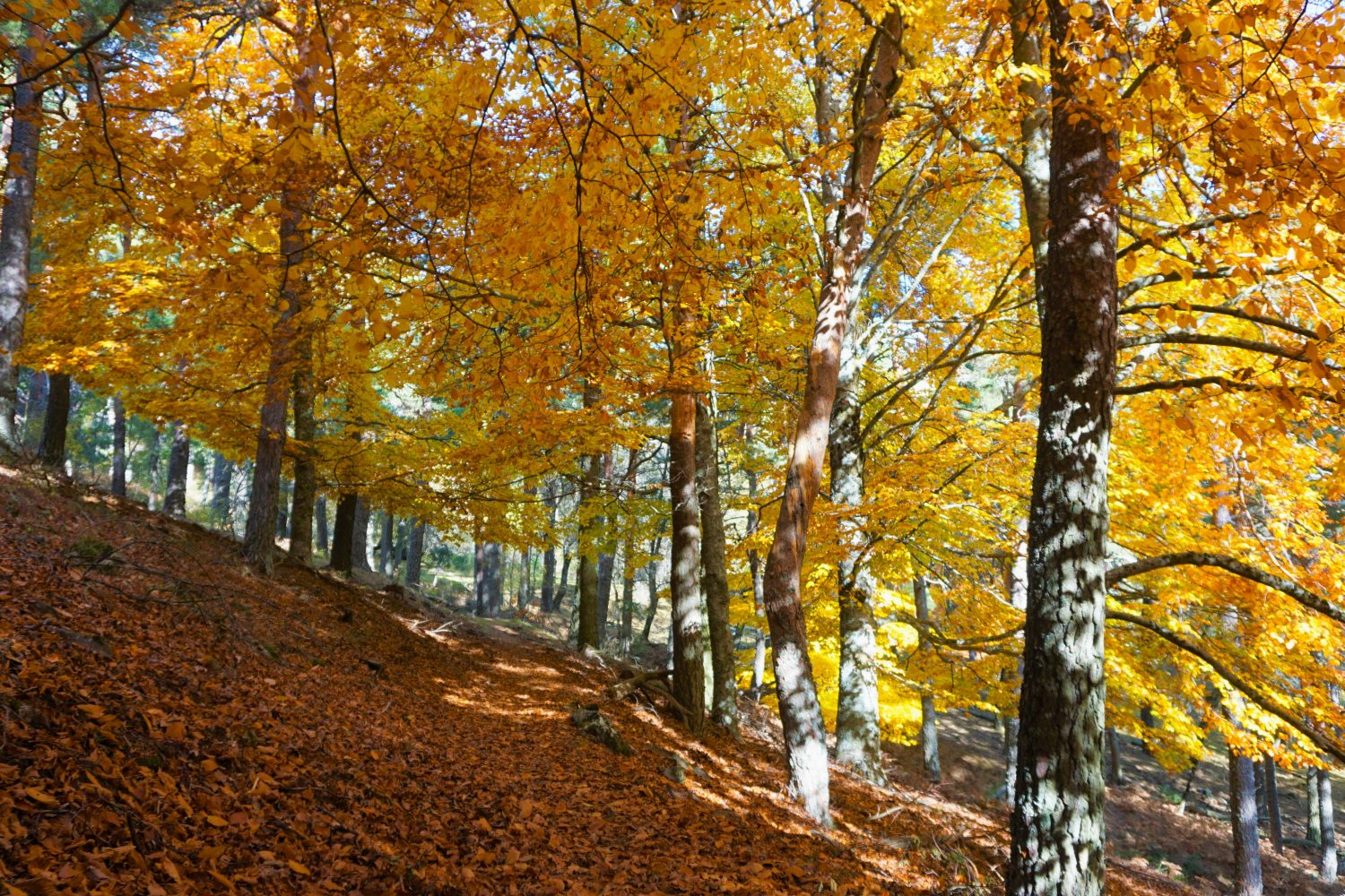 senderismo madrid hayedo escondido otoño trekking 0501