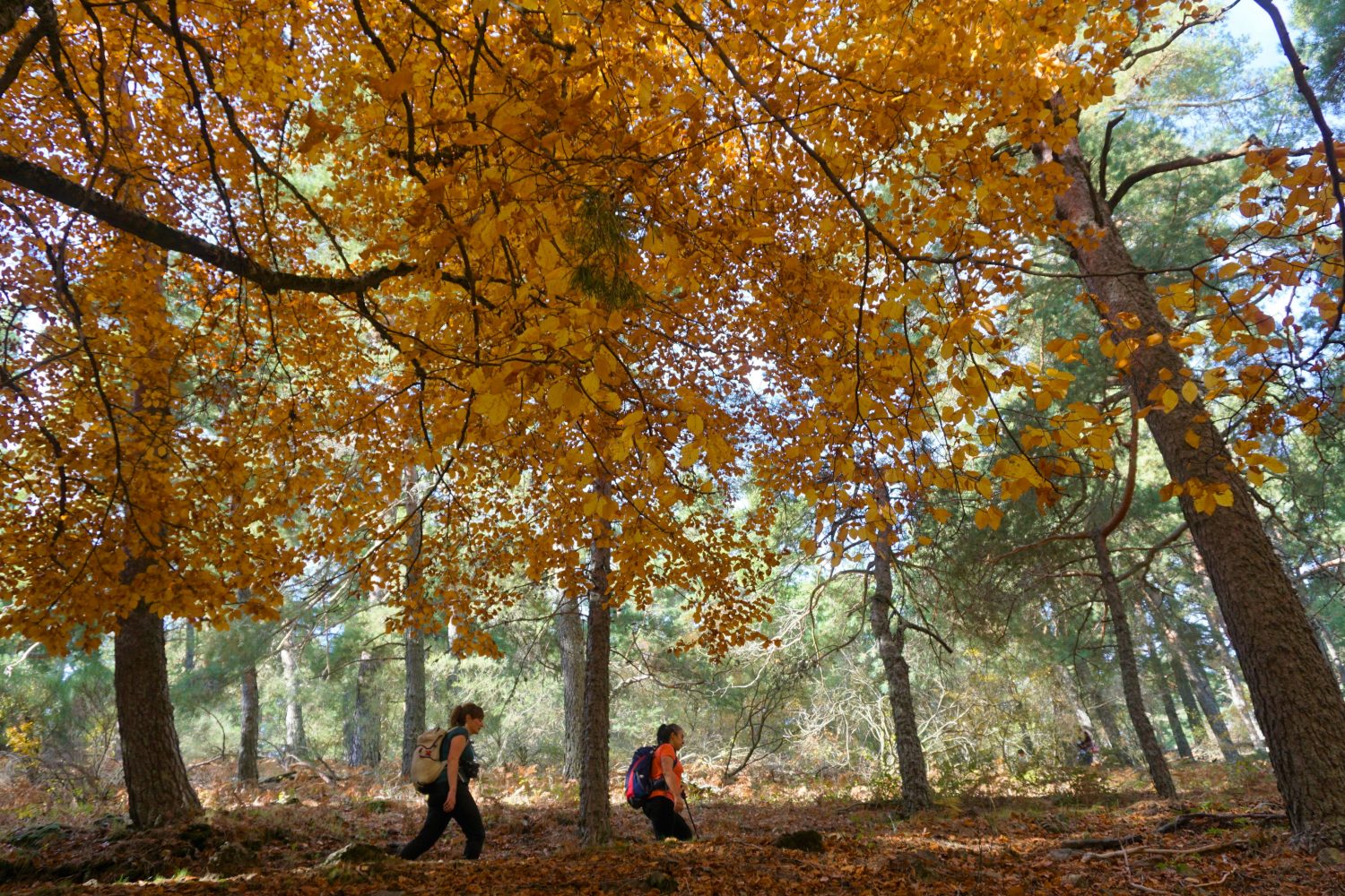 senderismo madrid hayedo escondido otoño trekking 0505