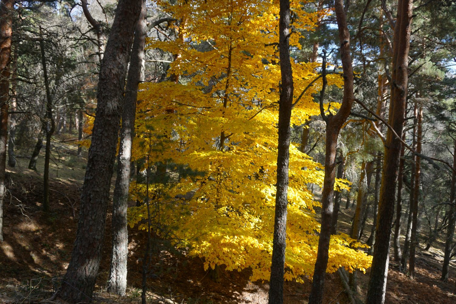senderismo madrid hayedo escondido otoño trekking 0506