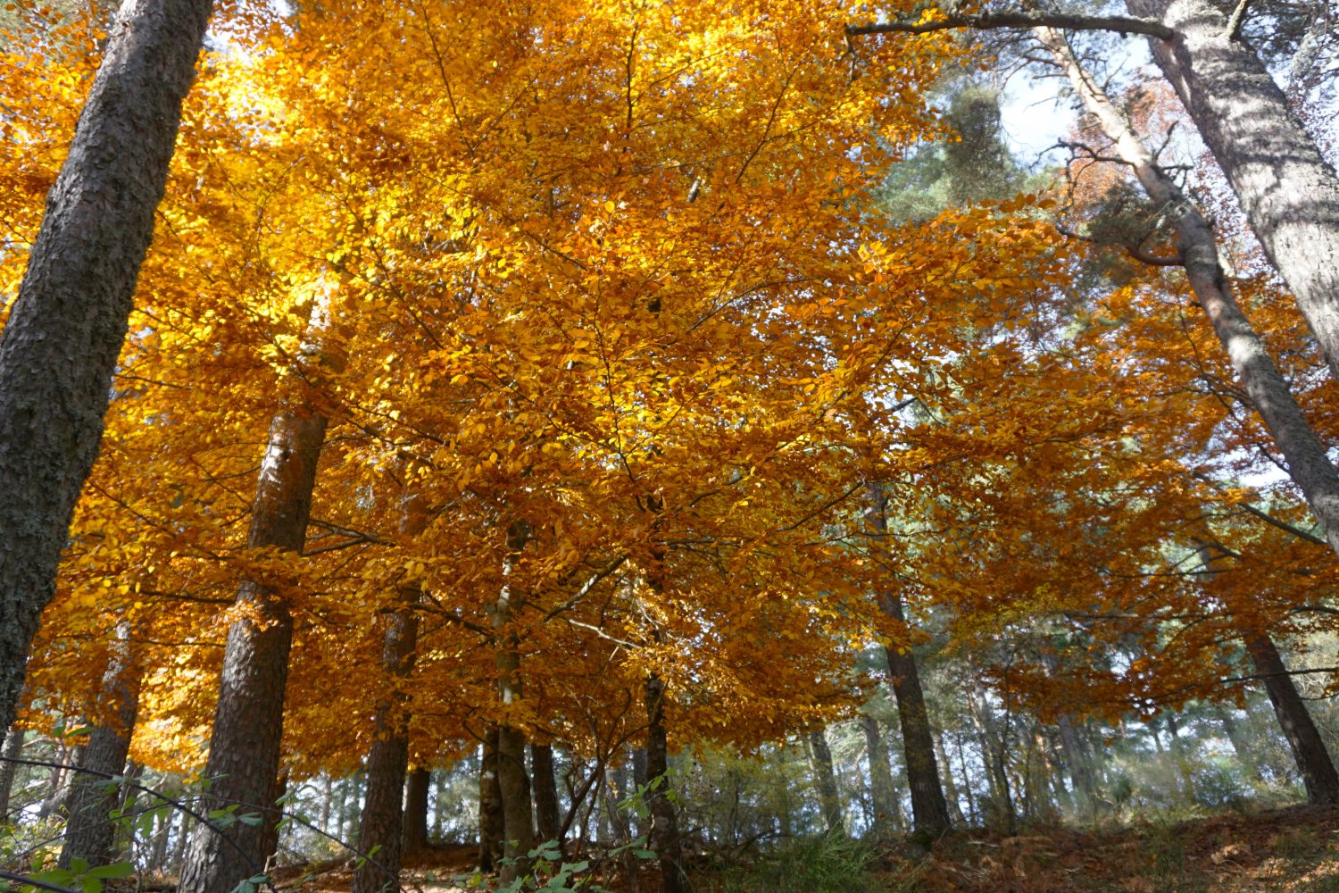 senderismo madrid hayedo escondido otoño trekking 00509