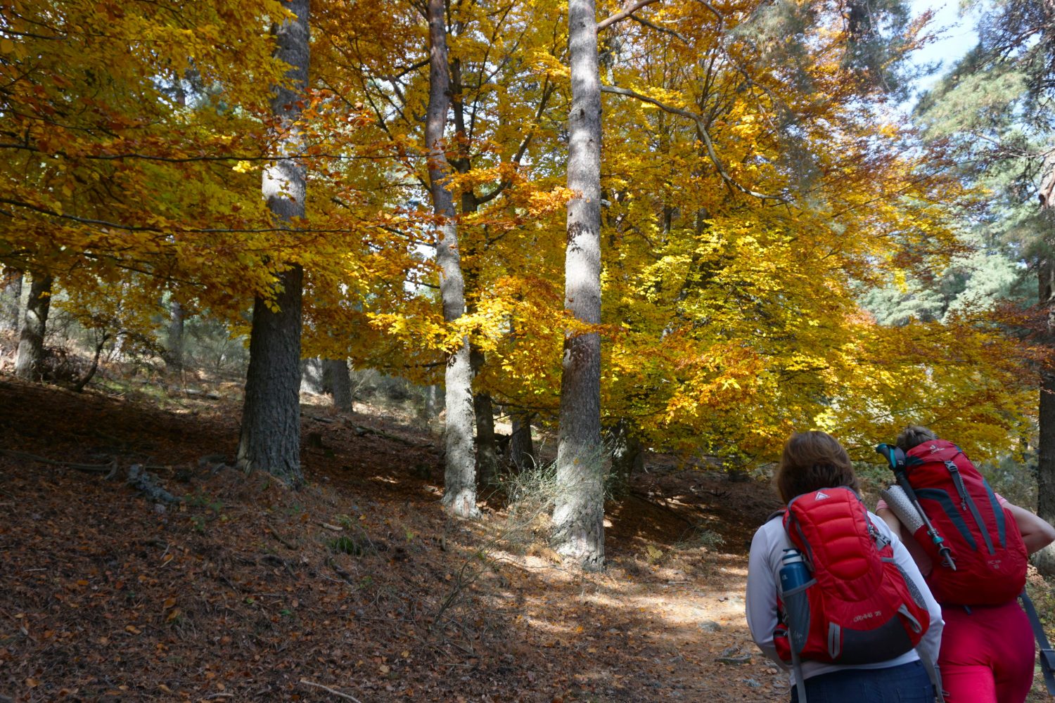 senderismo madrid hayedo escondido otoño trekking 0511