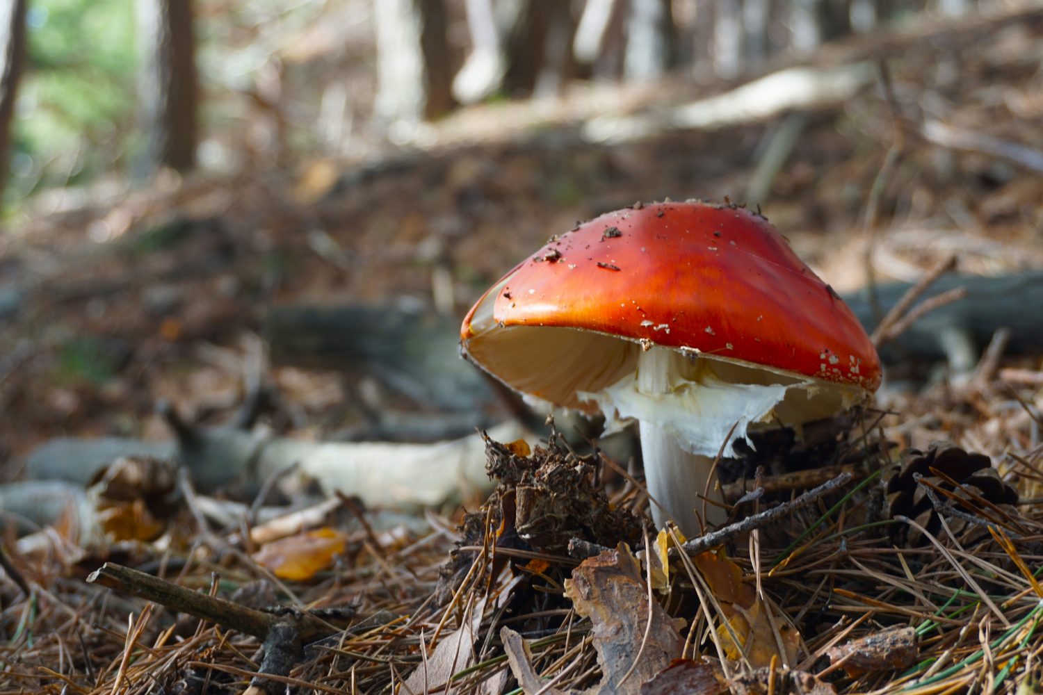 senderismo madrid hayedo escondido otoño trekking 0540