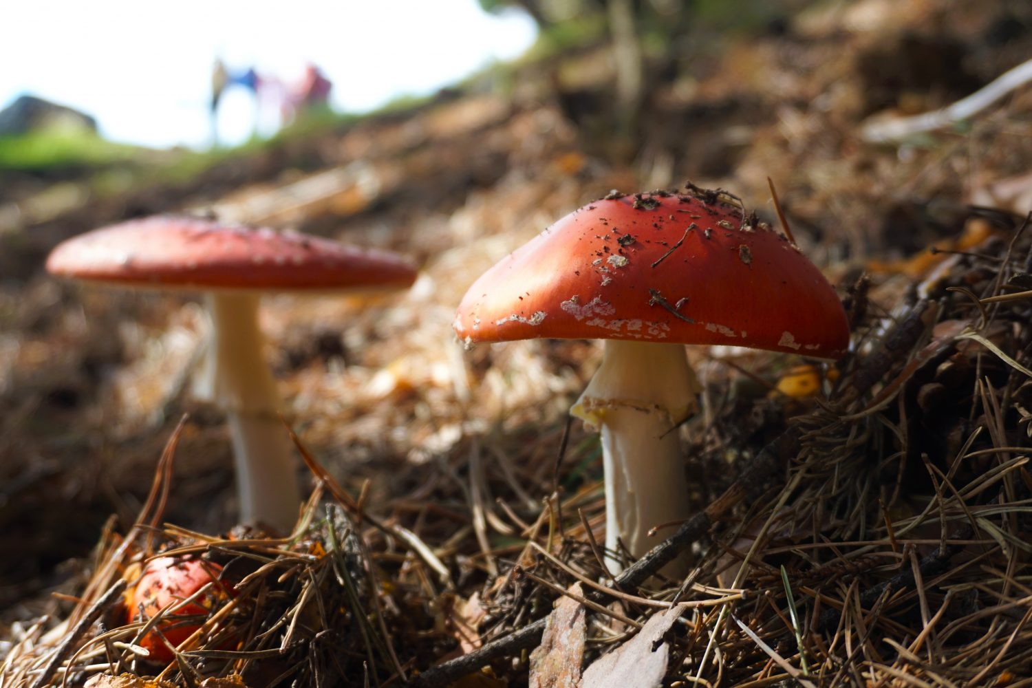 senderismo madrid hayedo escondido otoño trekking 0543