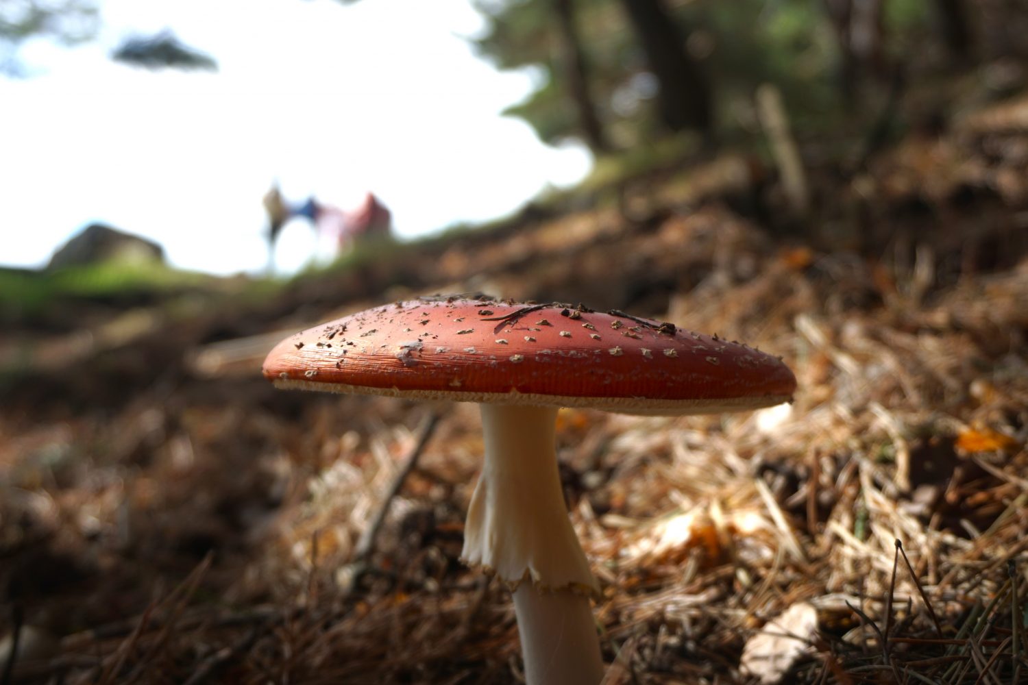 senderismo madrid hayedo escondido otoño trekking 544