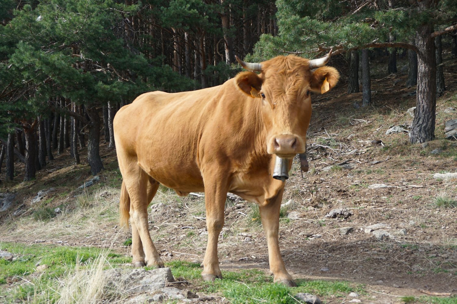 senderismo madrid hayedo escondido otoño trekking 0546