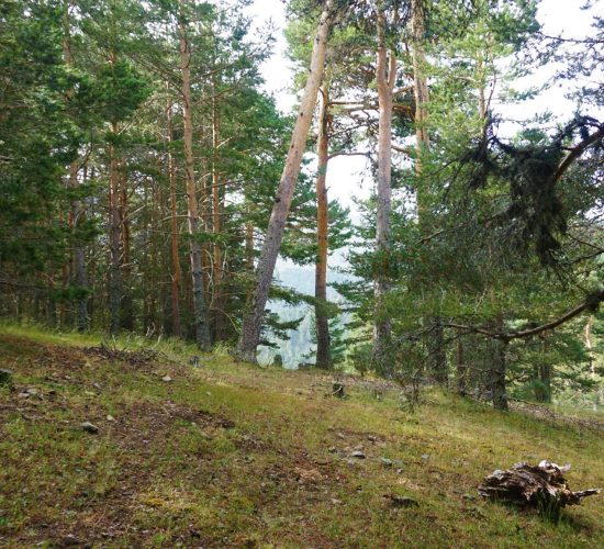 Senderismo Madrid, Pinar de los Belgas y angostura 2