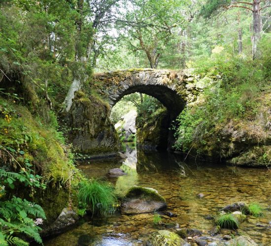Senderismo Madrid, Pinar de los Belgas y angostura 3