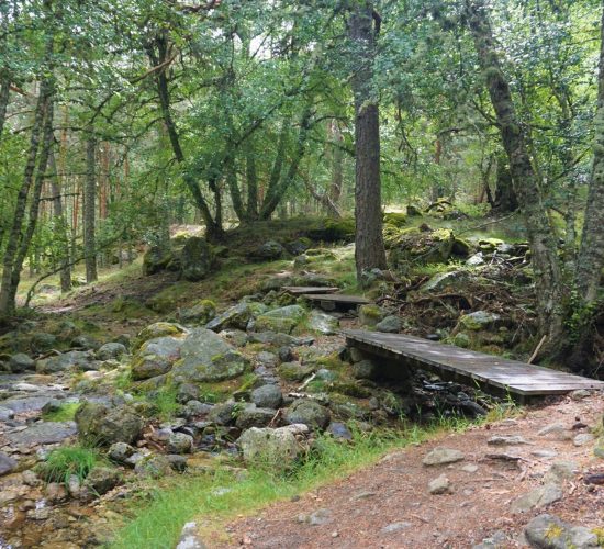 Senderismo Madrid, Pinar de los Belgas y angostura 6