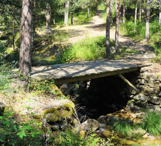 Senderismo Madrid, Pinar de los Belgas y angostura 13
