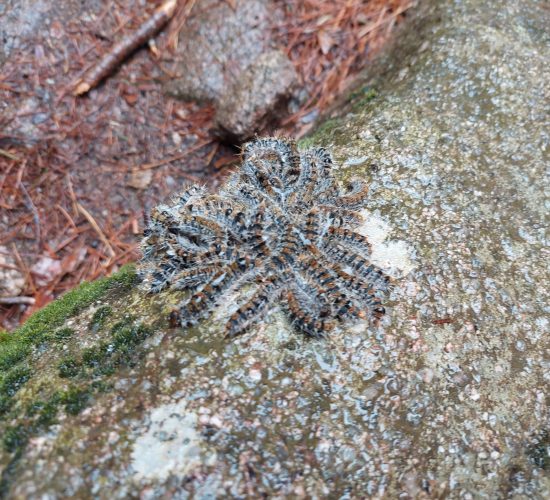 senderismo madrid el caliz de la pedriza 8