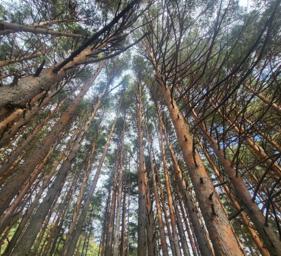 20231021_1250SENDERISMO MADRID EL CALIZ LA PEDRIZA 03