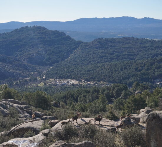 SENDERISMO MADRID EL CALIZ LA PEDRIZA 688