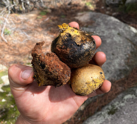 SENDERISMO MADRID EL CALIZ LA PEDRIZA 96