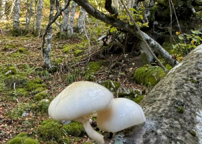 molinos de corroriu senda del oso 67