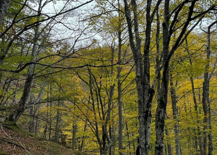 molinos de corroriu senda del oso 989