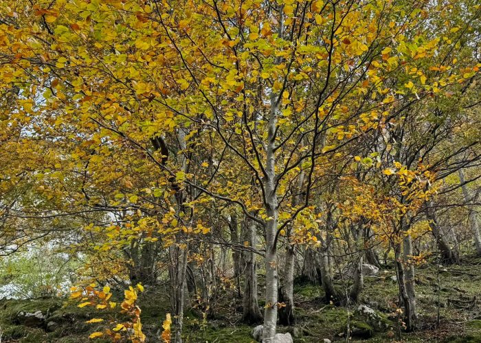 molinos de corroriu senda del oso 245